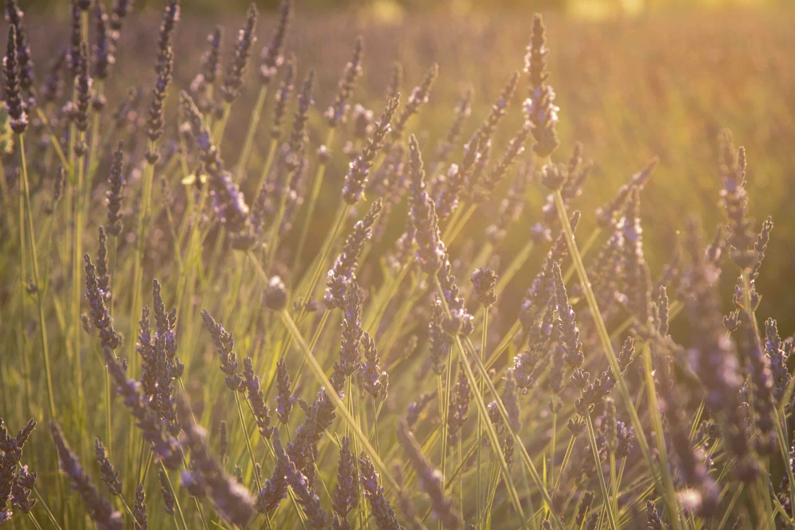 recursos para cuidadores